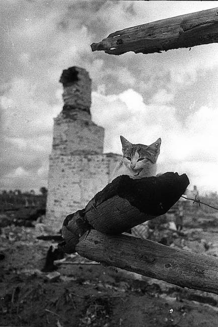 Котенок на пепелище города Жиздра, Калужская область, август 1943 г. Перед отступлением оккупанты в течение двух недель планомерно уничтожали город, сжигая его поквартально. Каменные церкви и дома взрывались. В результате город был уничтожен полностью. Также были отравлены колодцы, заминированы дороги, тротуары и огороды. Трудоспособная городская молодежь была насильно отправлена в Германию. Из воспоминаний автора фотографии М. Савина: «В этом небольшом городе Жиздра после боев я никого не нашел в живых, кроме этой пораненной кошки».
