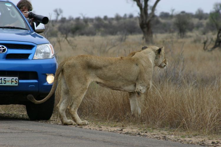 Национальный парк Kruger. Клик - следующее фото.
