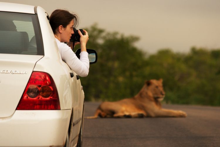 Национальный парк Kruger. Клик - следующее фото.