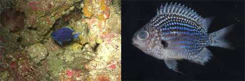 Десять самых странных соседей Красивая рыбка Chromis abyssus попала в список благодаря тому, что именно ее внесли первой в новую таксономическую базу данных Zoobank