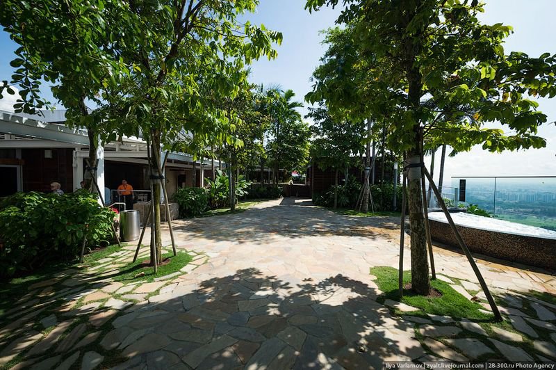 Отель Marina Bay Sands, бассейн под облаками На «палубе» разбит тропический сад – 250 деревьев и 650 разнообразных растений. Все деревья и пальмы настоящие